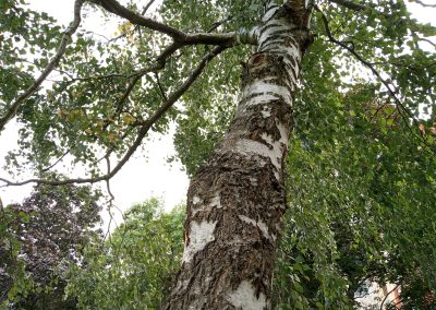 The Nyírfa: my new favorite tree. Just imagine what it'll look like in Autumn.